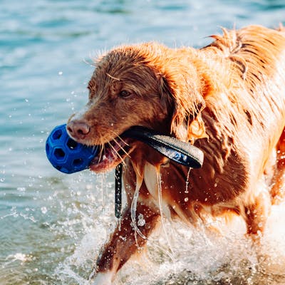 YETI™ Dog Ball Large