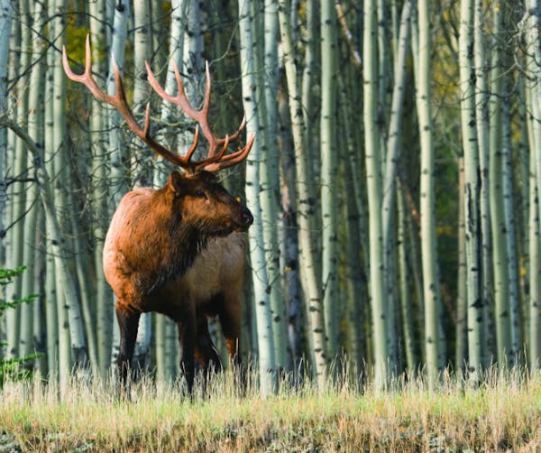 ROCKY MOUNTAIN ELK FOUNDATION