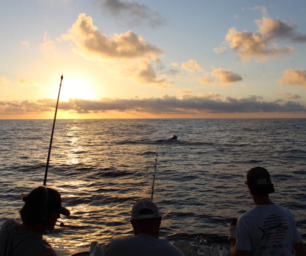 The Billfish Foundation