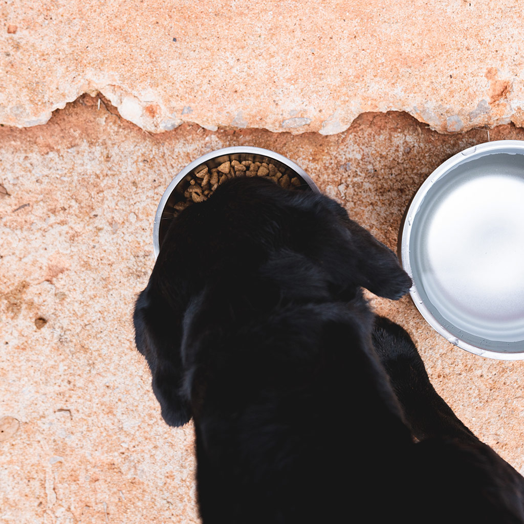 YETI Boomer 4 Small Dog Bowl